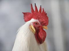 ポリクローナル抗体作製 (IgY) A rooster