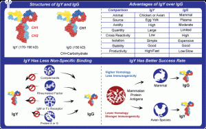 IgGと比較したIgY抗体の特徴