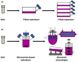 エキソソーム作製