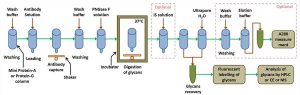 Fig.1 Workflow of isolation and characterization of N-glycans from antibodies (Tayi, 2015).