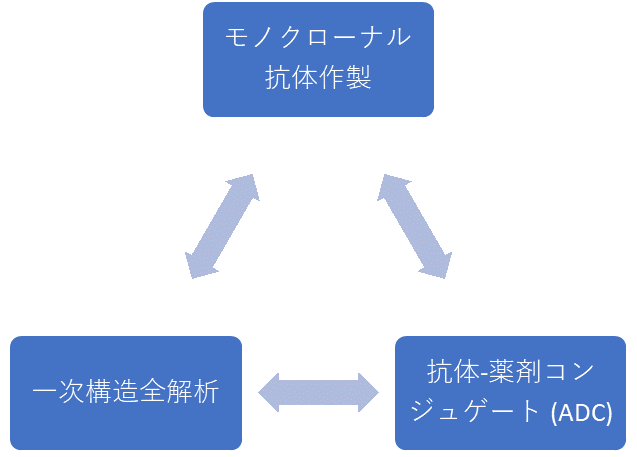 モノクロ抗体作製、シーケンシング、ADCのトライアングル