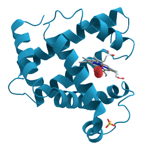 ribbon diagram of protein