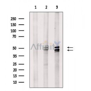 Electrophoresis Result of Phospho-JNK1/2/3 (Thr183+Tyr185) Antibody