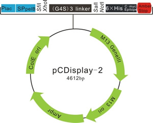 ファージミドベクターpCDisplay-2