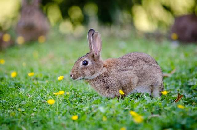 ポリクローナル抗体作製 (IgG) A babbit on the lawn