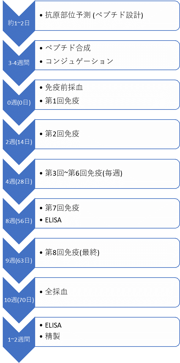 ポリクローナル抗体作製の流れとスケジュール