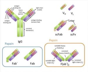 scFv Fab 構築